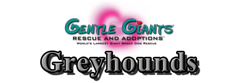 Greyhounds at Gentle Giants Rescue and Adoptions